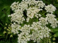 Борщевик шерстистый – Heracleum lanatum М. Борщевик шерстистый – Heracleum lanatum М.