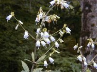 Бубенчик мутовчатый – Adenophora verticillata fisch. Бубенчик мутовчатый – Adenophora verticillata fisch.