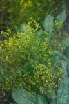 Вайда красильная – Isatis tinctoria L. Вайда красильная – Isatis tinctoria L.
