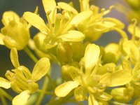 Вайда красильная – Isatis tinctoria L. Вайда красильная – Isatis tinctoria L.