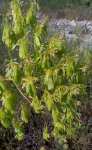 Вайда красильная – Isatis tinctoria L. Вайда красильная – Isatis tinctoria L.