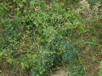 Василистник малый – Thalictrum minus L. Василистник малый – Thalictrum minus L.
