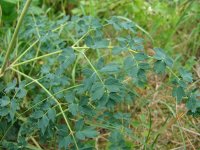 Василистник малый – Thalictrum minus L. Василистник малый – Thalictrum minus L.