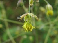 Василистник малый – Thalictrum minus L. Василистник малый – Thalictrum minus L.