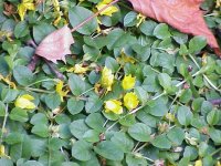 Вербейник монетчатый (луговой чай) – Lysimachia nummularia L. Вербейник монетчатый (луговой чай) – Lysimachia nummularia L.