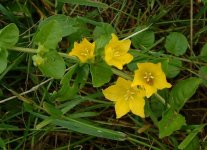 Вербейник монетчатый (луговой чай) – Lysimachia nummularia L. Вербейник монетчатый (луговой чай) – Lysimachia nummularia L.