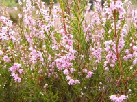 Вереск обыкновенный – Calluna vulgaris Hull. Вереск обыкновенный – Calluna vulgaris Hull.