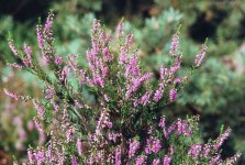 Вереск обыкновенный – Calluna vulgaris Hull. Вереск обыкновенный – Calluna vulgaris Hull.