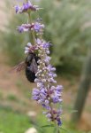 Витекс священный (Авраамово дерево) – Vitex agnus-castus L. Витекс священный (Авраамово дерево) – Vitex agnus-castus L.