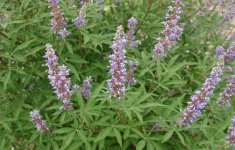 Витекс священный (Авраамово дерево) – Vitex agnus-castus L. Витекс священный (Авраамово дерево) – Vitex agnus-castus L.