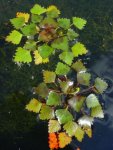 Водяной орех – Trapa natans Водяной орех – Trapa natans