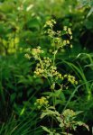 Володушка длиннолучевая – Bupleurum longiradiatum Т. Володушка длиннолучевая – Вupleurum longiradiatum Т.