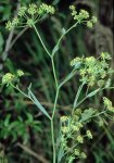 Володушка козелецелистная – Bupleurum scorzonerifolium W. Володушка козелецелистная – Bupleurum scorzonerifolium W.