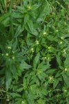 Воробейник краснокорневой – Lithospermum crythrorhizon L. Воробейник краснокорневой – Lithospermum crythrorhizon L.