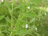 Воробейник краснокорневой – Lithospermum crythrorhizon L. Воробейник краснокорневой – Lithospermum crythrorhizon L.