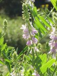 Галега лекарственная (Козлятник) – Galeca officinalis L. Галега лекарственная (Козлятник) – Galeca officinalis L.
