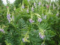 Галега лекарственная (Козлятник) – Galeca officinalis L. Галега лекарственная (Козлятник) – Galeca officinalis L.