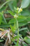 Галения рогатая – Halenia corniculata L. Галения рогатая – Halenia corniculata L.