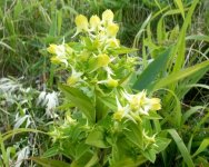 Галения рогатая – Halenia corniculata L. Галения рогатая – Halenia corniculata L.