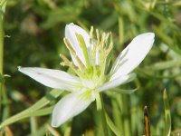 Гармала обыкновенная – Pecainum harmala L. Гармала обыкновенная – Pecainum harmala L.