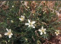 Гармала обыкновенная – Pecainum harmala L. Гармала обыкновенная – Pecainum harmala L.
