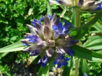 Горечавка крупнолистная – G. macrophylla Pal. Горечавка крупнолистная – G. macrophylla Pal.