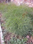 Горичник лекарственный – Peucedanum officinalis L. Горичник лекарственный – Peucedanum officinalis L.