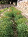 Горичник лекарственный – Peucedanum officinalis L. Горичник лекарственный – Peucedanum officinalis L.