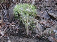 Горичник лекарственный – Peucedanum officinalis L. Горичник лекарственный – Peucedanum officinalis L.