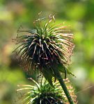 Гравилат городской – Geum urbanum L. Гравилат городской – Geum urbanum L.