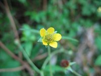 Гравилат городской – Geum urbanum L. Гравилат городской – Geum urbanum L.