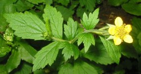 Гравилат городской – Geum urbanum L. Гравилат городской – Geum urbanum L.