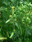 Гулявник лекарственный – Sisymbrium officinale Scop. Гулявник лекарственный – Sisymbrium officinale Scop.