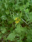 Гулявник лекарственный – Sisymbrium officinale Scop. - соцветие Гулявник лекарственный – Sisymbrium officinale Scop. - соцветие