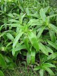 Золотой ус (каллизия душистая) - Callisia fragrans Золотой ус (каллизия душистая) - Callisia fragrans