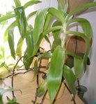 Золотой ус (каллизия душистая) - Callisia fragrans Золотой ус (каллизия душистая) - Callisia fragrans