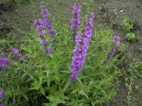 Дербенник иволистный – Lythrum salicaria L. - фото Дербенник иволистный – Lythrum salicaria L. - фото