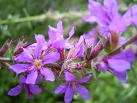 Дербенник иволистный – Lythrum salicaria L. - соцветие Дербенник иволистный – Lythrum salicaria L. - соцветие