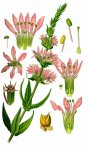 Дербенник иволистный – Lythrum salicaria L. - иллюстрация Дербенник иволистный – Lythrum salicaria L. - иллюстрация