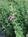 Дубровник обыкновенный – Teucrium chamedrus Дубровник обыкновенный – Teucrium chamedrus