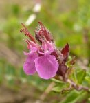 Дубровник обыкновенный – Teucrium chamedrus Дубровник обыкновенный – Teucrium chamedrus