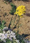 Желтушник левкоевидный – Erysimum cheiranthoides L. Желтушник левкоевидный – Erysimum cheiranthoides L.