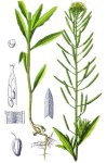 Желтушник левкоевидный – Erysimum cheiranthoides L. Желтушник левкоевидный – Erysimum cheiranthoides L.