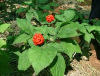 Женьшень обыкновенный – Panax ginseng С.А. Mey Женьшень обыкновенный – Panax ginseng С.А. Mey