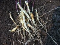 Женьшень обыкновенный – Panax ginseng С.А. Mey Женьшень обыкновенный – Panax ginseng С.А. Mey