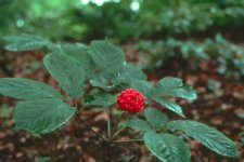 Женьшень обыкновенный – Panax ginseng С.А. Mey Женьшень обыкновенный – Panax ginseng С.А. Mey