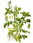 Жеруха аптечная – Nasturtium officinale R. BR. Жеруха аптечная – Nasturtium officinale R. BR.