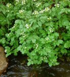 Жеруха аптечная – Nasturtium officinale R. BR. Жеруха аптечная – Nasturtium officinale R. BR.