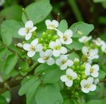 Жеруха аптечная – Nasturtium officinale R. BR. Жеруха аптечная – Nasturtium officinale R. BR.