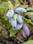 Жимолость съедобная – Lonicera edulis L. Жимолость съедобная – Lonicera edulis L.